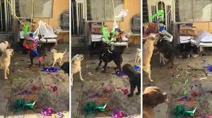 ALBERGUE REALIZA POSADA NAVIDEÑA PARA PERRITOS RESCATADOS