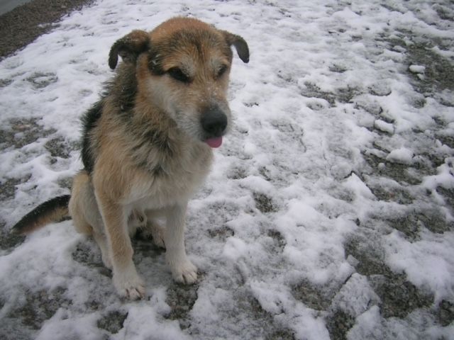 CUIDADO INVERNAL PARA MASCOTAS:  RECOMENDACIONES  PARA GARANTIZAR SU BIENESTAR.