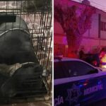 PITBULL MATA A PAREJA DE ADULTOS MAYORES EN TORREÓN, COAHUILA