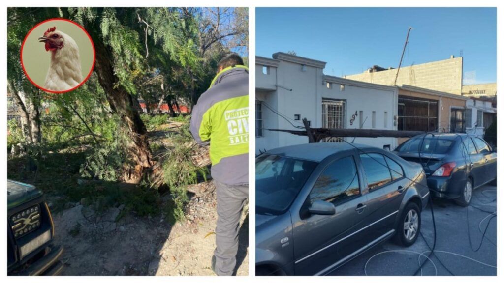 ¡HASTA LAS GALLINAS VOLARON! RÁFAGAS DE VIENTO DEJAN POSTES DE LUZ Y ÁRBOLES CAÍDOS EN SALTILLO