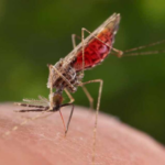CONFIRMAN CASO DE MALARIA EN COAHUILA