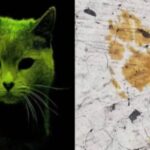 «GATO RADIACTIVO» DE JAPÓN: ASÍ ES EL CROMO HEXAVALENTE CON EL QUE TUVO CONTACTO EL FELINO