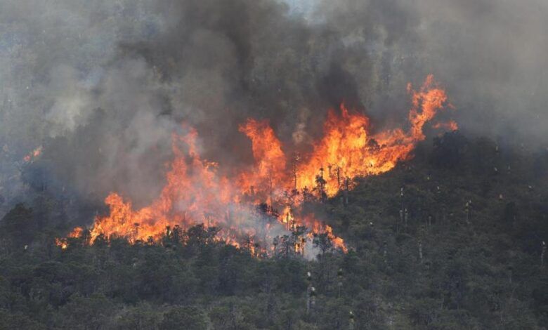REGISTRA COAHUILA 14 INCENDIOS FORESTALES EN LO QUE VA DEL AÑO