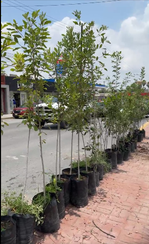 AUTORIDADES MUNICIPALES DONAN  ÁRBOLES PARA DISMINUIR LOS EFECTOS NEGATIVOS DEL CAMBIO CLIMATICO.