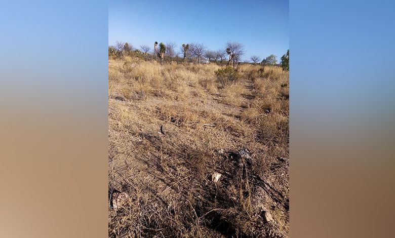 PROLONGADA SEQUÍA MATA GANADO