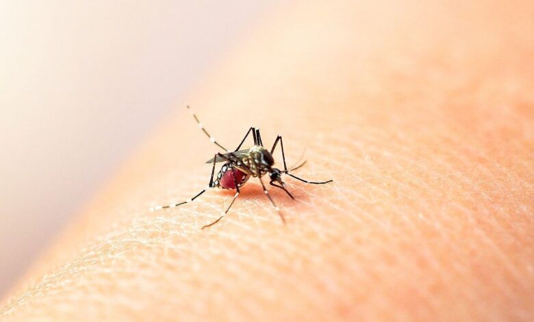 CONFIRMAN 2 CASOS DE DENGUE EN COAHUILA