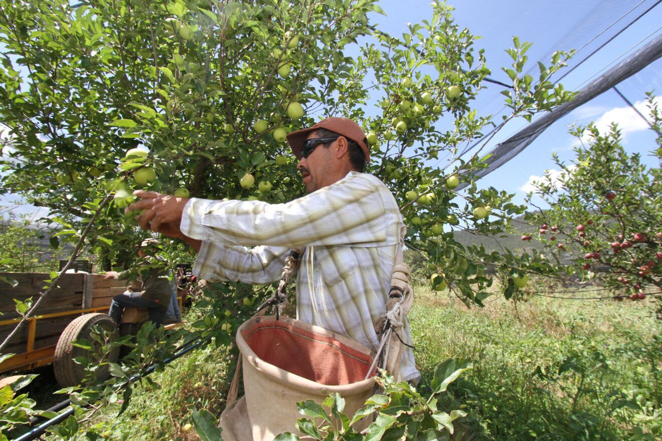 IMPLEMENTA COAHUILA PROGRAMA PARA EL CULTIVO DE MANZANA