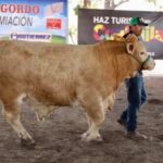 PREPARAN CONCURSO DE BECERRO GORDO Y CABALLO CUARTO DE MILLA