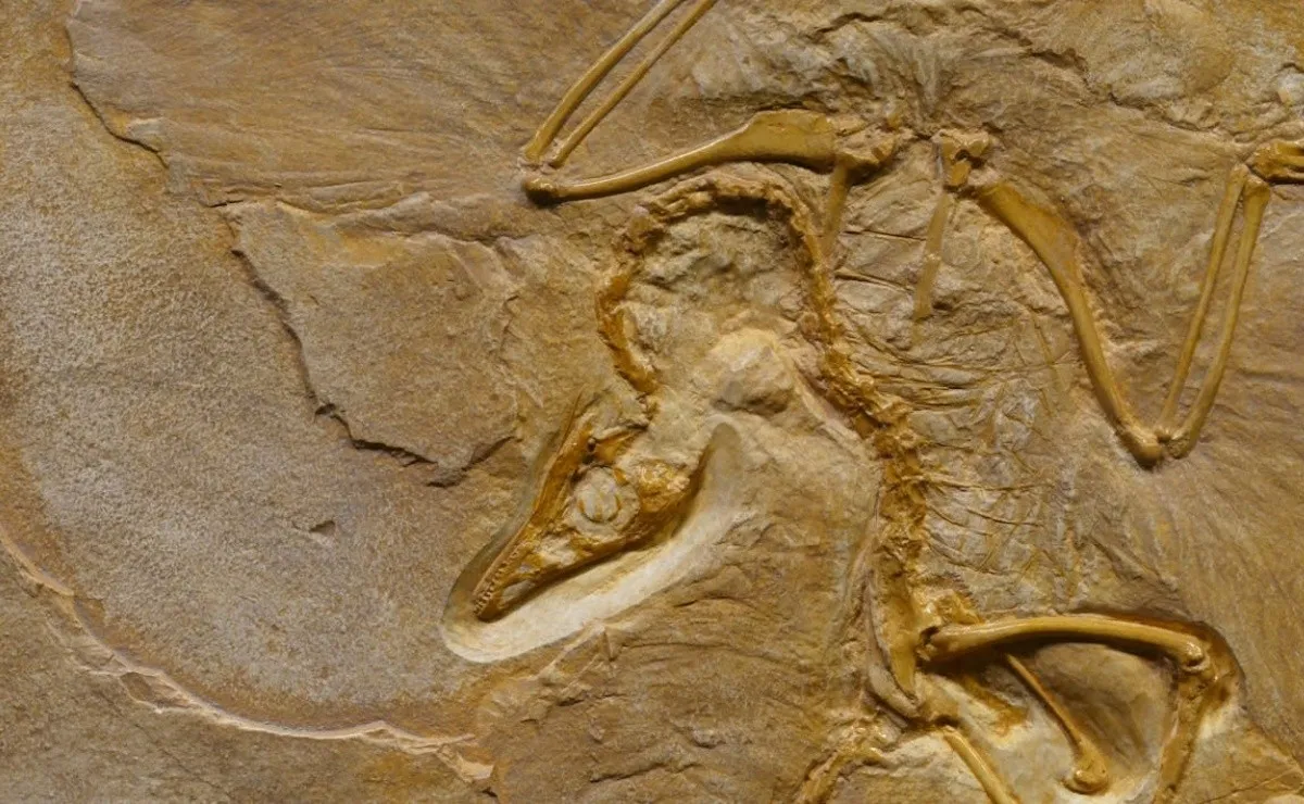 INCREÍBLE HALLAZGO EN IOWA: ENCONTRARON UN CRÁNEO DE MASTODONTE DE 13.600 AÑOS DE ANTIGÜEDAD