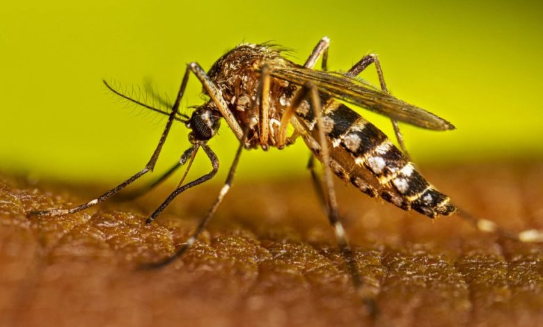 REGISTRA LA REGIÓN SURESTE 159 CASOS DE DENGUE EN 2024