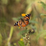 SALTILLO RECIBE A LAS PRIMERAS MARIPOSAS MONARCA PESE A PRONÓSTICOS ADVERSOS