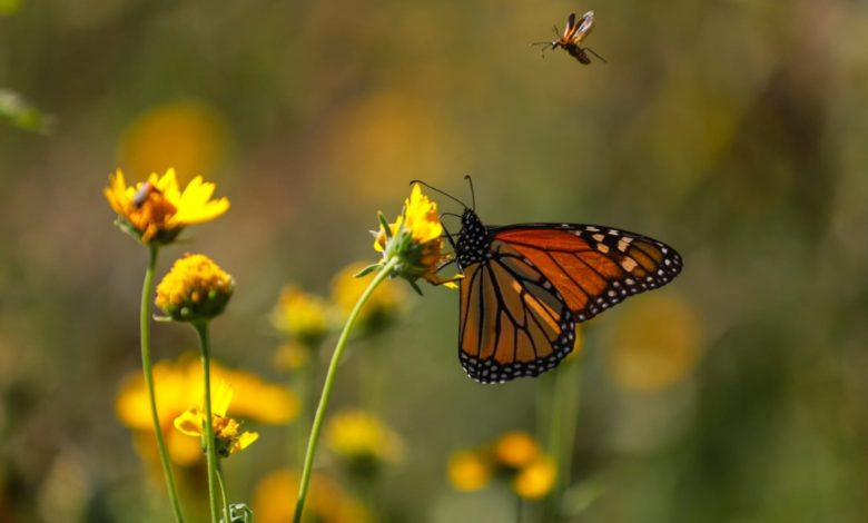 EXHORTA SMA A RESPETAR PASO DE MARIPOSA MONARCA POR COAHUILA