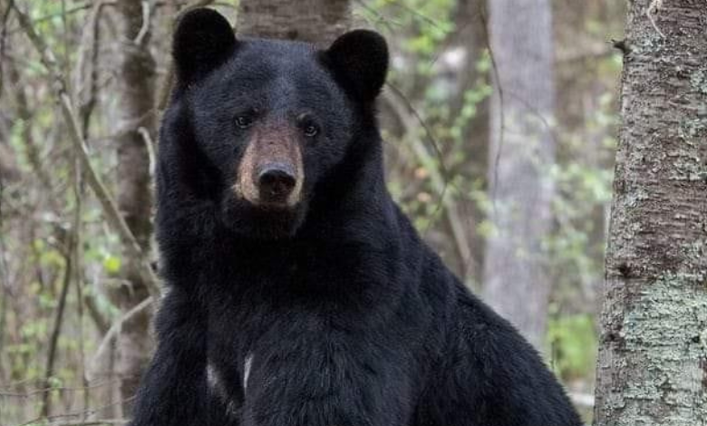 SE REPRODUCE OSO NEGRO EN COAHUILA
