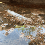 INTENSIFICAN MEDIDAS CONTRA EL DENGUE EN PARRAS