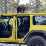 TURISTAS EN ARTEAGA VIVEN MOMENTO INESPERADO: ¡OSO ABRE LA PUERTA DE SU CAMIONETA!