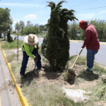 CONTINÚA SALTILLO REFORESTANDO EN TODOS LOS SECTORES DE LA CIUDAD