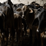 SUMAN MÁS DE 3 MIL CASOS DE GUSANO BARRENADOR EN MÉXICO