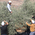 AUMENTAN LOS ATAQUES CONTRA AGRICULTORES PALESTINOS DURANTE LA COSECHA DE ACEITUNAS EN CISJORDANIA