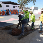 INTENSIFICA JAVIER DÍAZ ACCIONES DE REFORESTACIÓN EN LA COLONIA NAZARIO S. ORTIZ