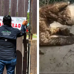 CLAUSURAN ZOOLÓGICO LA PASTORA EN NL POR MALTRATO A LA OSA ‘MINA’