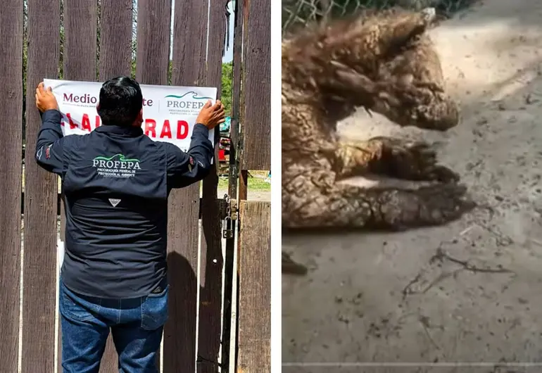 CLAUSURAN ZOOLÓGICO LA PASTORA EN NL POR MALTRATO A LA OSA ‘MINA’