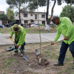 REALIZA SALTILLO JORNADA INTENSA DE REFORESTACIÓN EN LA LATINOAMERICANA