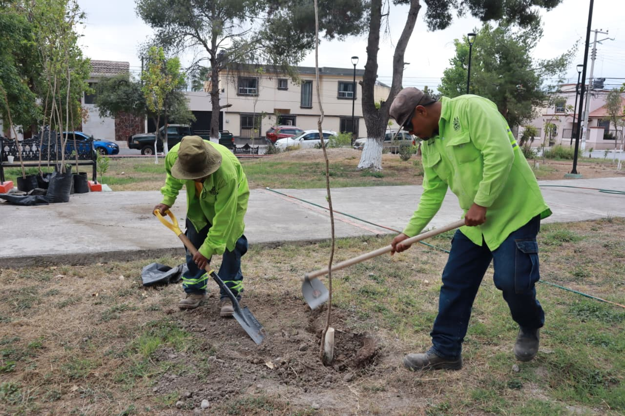 REALIZA SALTILLO JORNADA INTENSA DE REFORESTACIÓN EN LA LATINOAMERICANA