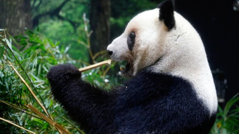 JAPÓN DEVUELVE PANDAS GEMELOS EN MEDIO DE TENSIONES DIPLOMÁTICAS CON CHINA