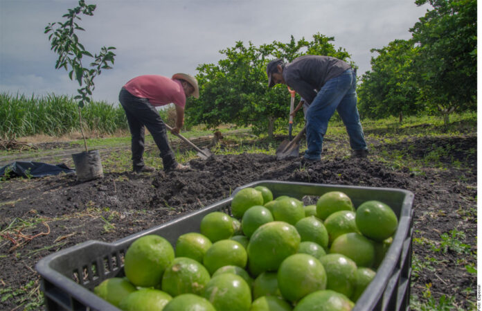 GOLPEAN RED DE EXTORSIÓN A LIMONEROS Y AGUACATEROS
