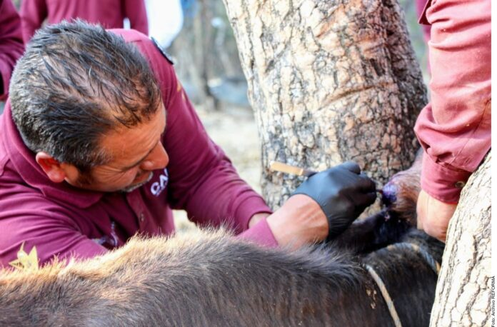 MÉXICO SUMA 180 CASOS HUMANOS DE GUSANO BARRENADOR