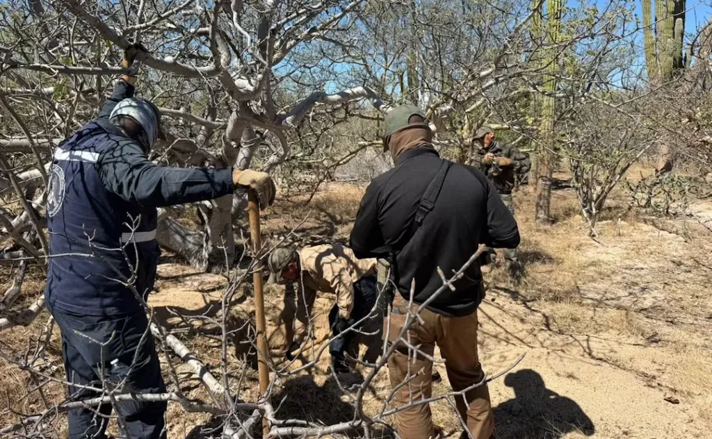 RECUPERAN SEIS CUERP0S DE FOSAS CLANDESTINAS LOCALIZADAS EN COMONDÚ, BCS; HALLAN OTRA OSAMENTA EN LA PAZ