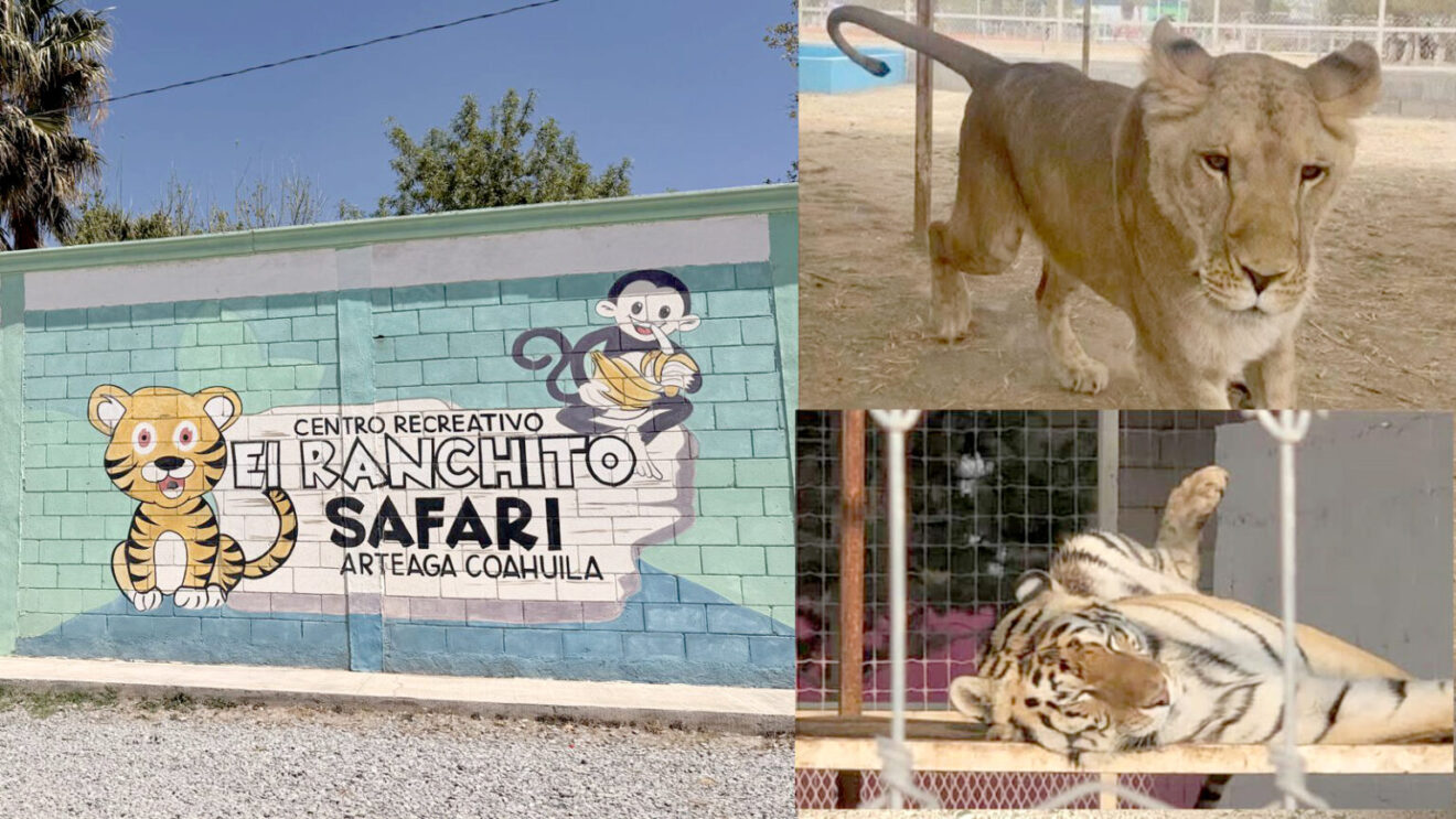 ALCALDESA DE ARTEAGA PIDE A FEDERACIÓN DEFINIR DESTINO DE ANIMALES TRAS CLAUSURA DE “EL RANCHITO SAFARI”