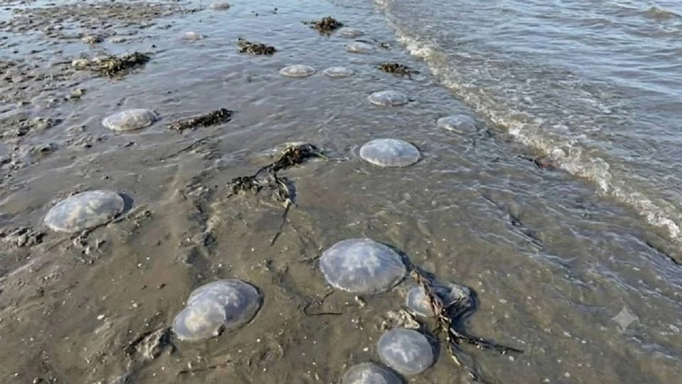SE REGISTRA ARRIBO MASIVO DE MEDUSAS EN PLAYAS DE OAXACA; ESTARÍA RELACIONADO CON LAS ALTAS TEMPERATURAS, SEÑALAN EXPERTOS