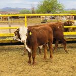 CARNE BRASILEÑA Y CIERRE DE EXPORTACIONES DESPLOMAN PRECIO DEL GANADO EN LA REGIÓN CENTRO