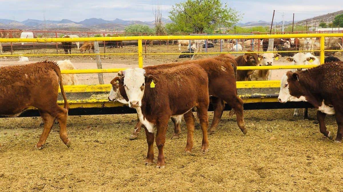 CARNE BRASILEÑA Y CIERRE DE EXPORTACIONES DESPLOMAN PRECIO DEL GANADO EN LA REGIÓN CENTRO