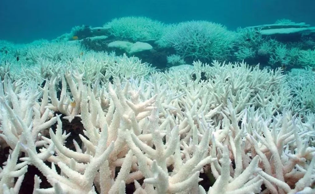 «EL NIÑO» PROVOCARÍA UN BLANQUEAMIENTO GLOBAL DE LOS CORALES, ALERTAN; ELEVARÁ MÁS DE 2 GRADOS LA TEMPERATURA DEL PACÍFICO