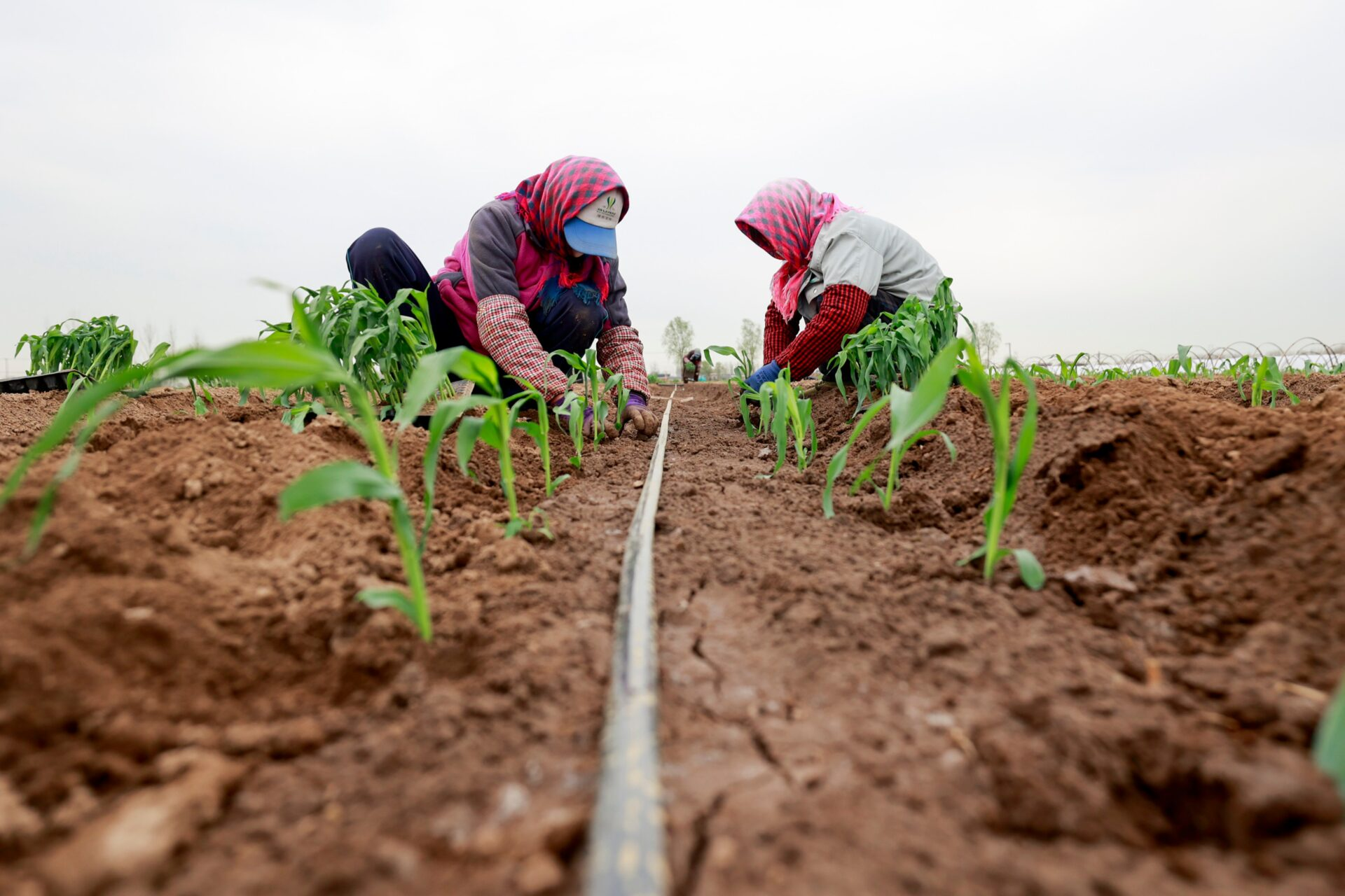EL FENÓMENO DE EL NIÑO Y LAS TENSIONES GEOPOLÍTICAS AMENAZAN LOS MERCADOS ALIMENTARIOS MUNDIALES