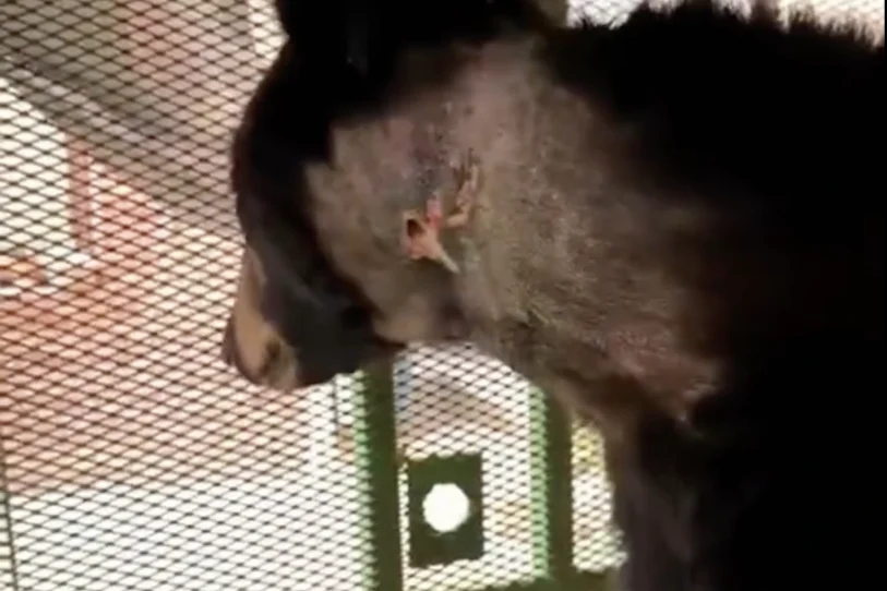 REPORTAN PRIMER CASO DE GUSANO BARRENADOR EN UN OSO NEGRO DE NL