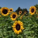 SE VISTE LA NARRO DE PAISAJE DE GIRASOLES