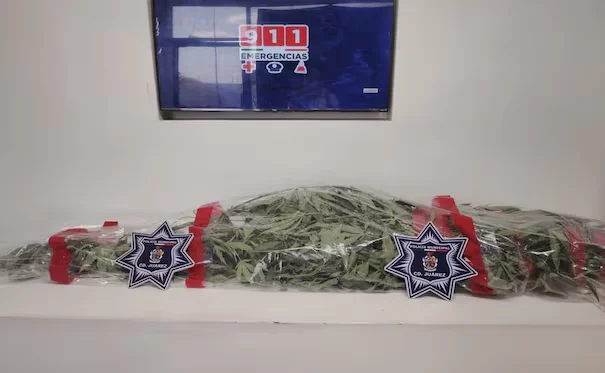 ASEGURAN PLANTA DE MARIHUANA EN CANAL DE IRRIGACIÓN DE CIUDAD JUÁREZ; NO HAY DETENIDOS
