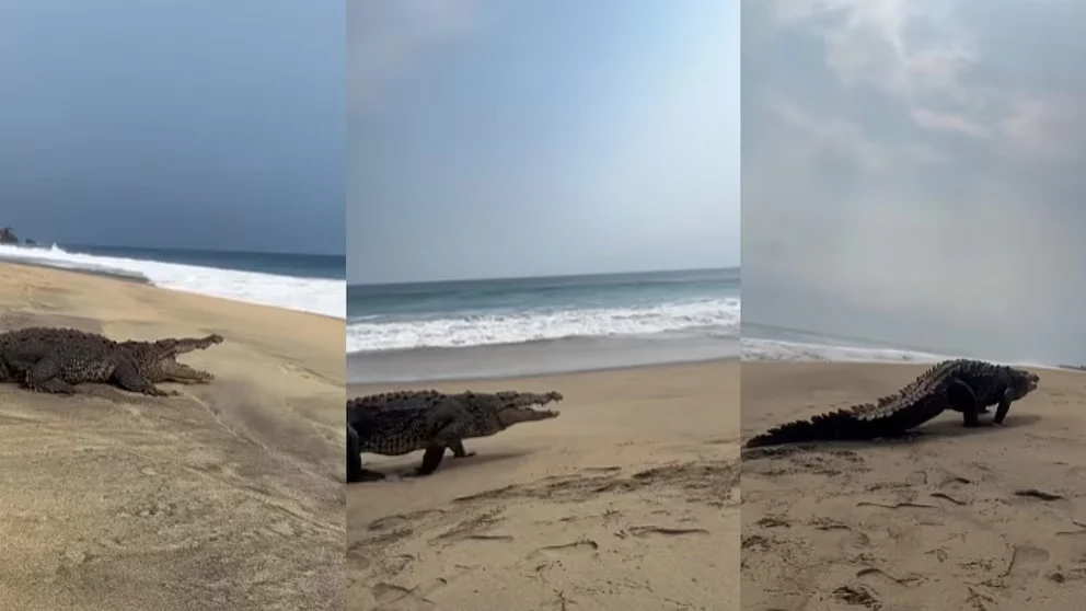 ALERTAN EN ZIHUATANEJO POR ESCAPE DE COCODRILOS DE ESTERO Y AHORA VAGAN POR PLAYAS