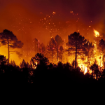 ONU ALERTA: INCENDIOS FORESTALES HAN DEVASTADO CASI 6 MILLONES DE HECTÁREAS EN 2026