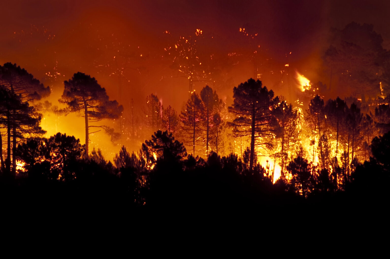ONU ALERTA: INCENDIOS FORESTALES HAN DEVASTADO CASI 6 MILLONES DE HECTÁREAS EN 2026