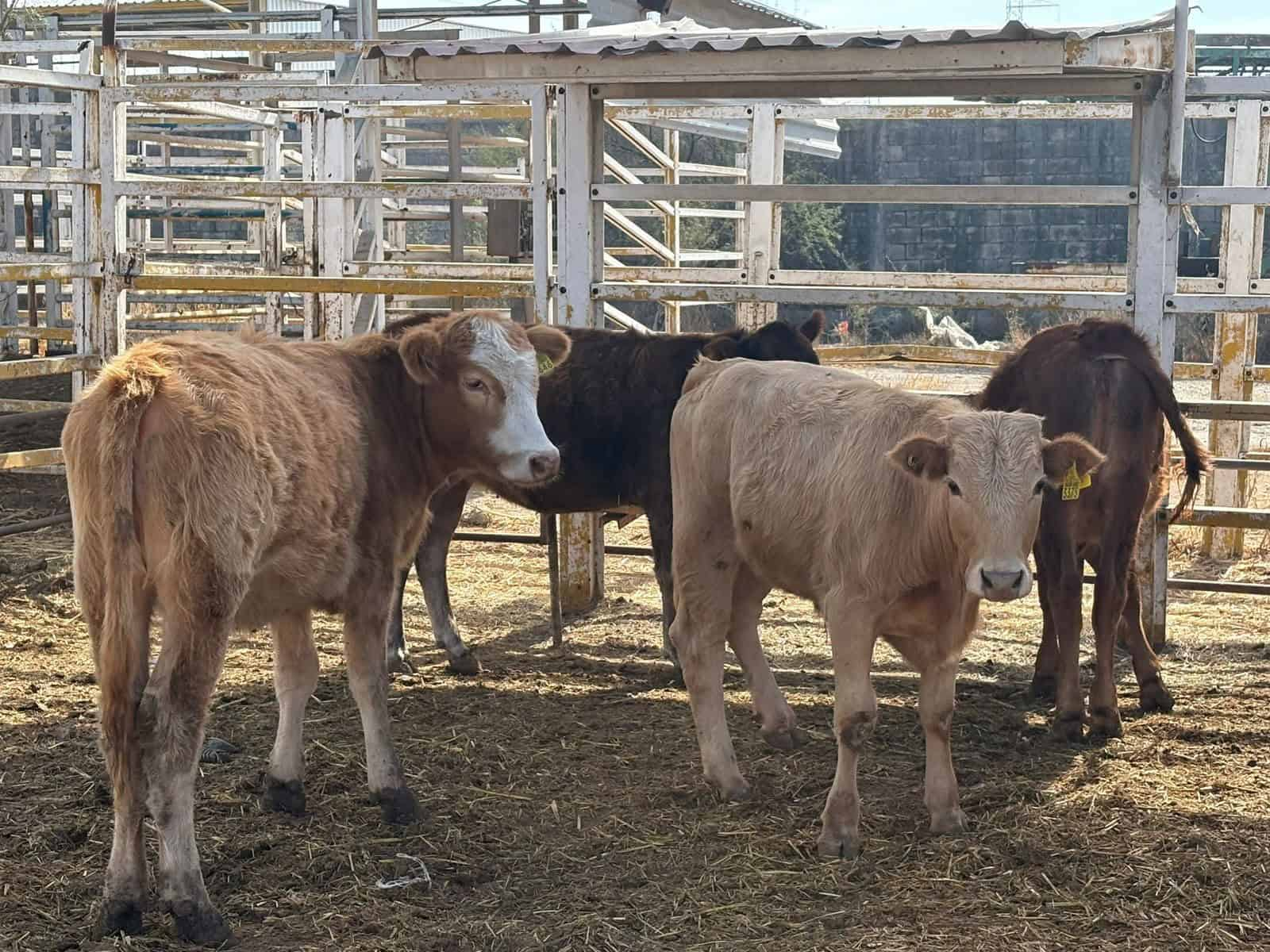 CONTIENEN CASOS DE GUSANO BARRENADOR EN LA REGIÓN CENTRO; LLAMAN A REPORTAR ANIMALES CON SÍNTOMAS