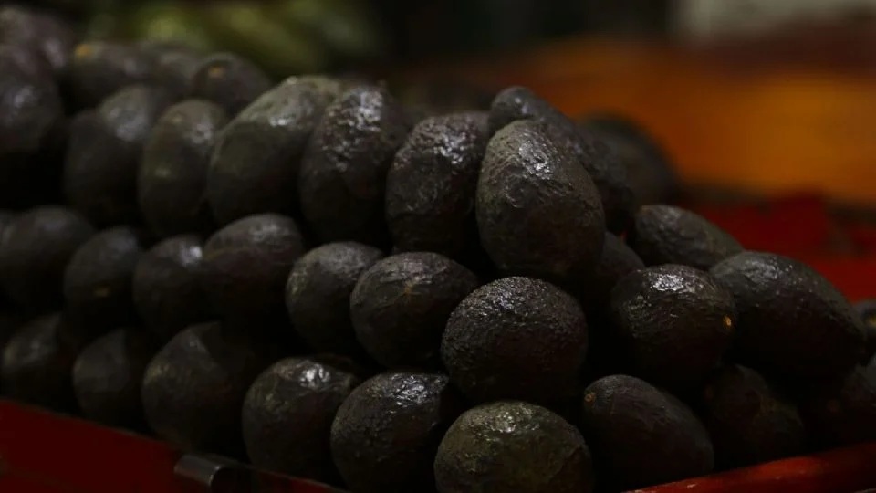 EU REANUDA OPERACIONES PARA EXPORTACIÓN DE AGUACATE EN MICHOACÁN, PERO MANTIENE LA ALERTA DE VIAJE