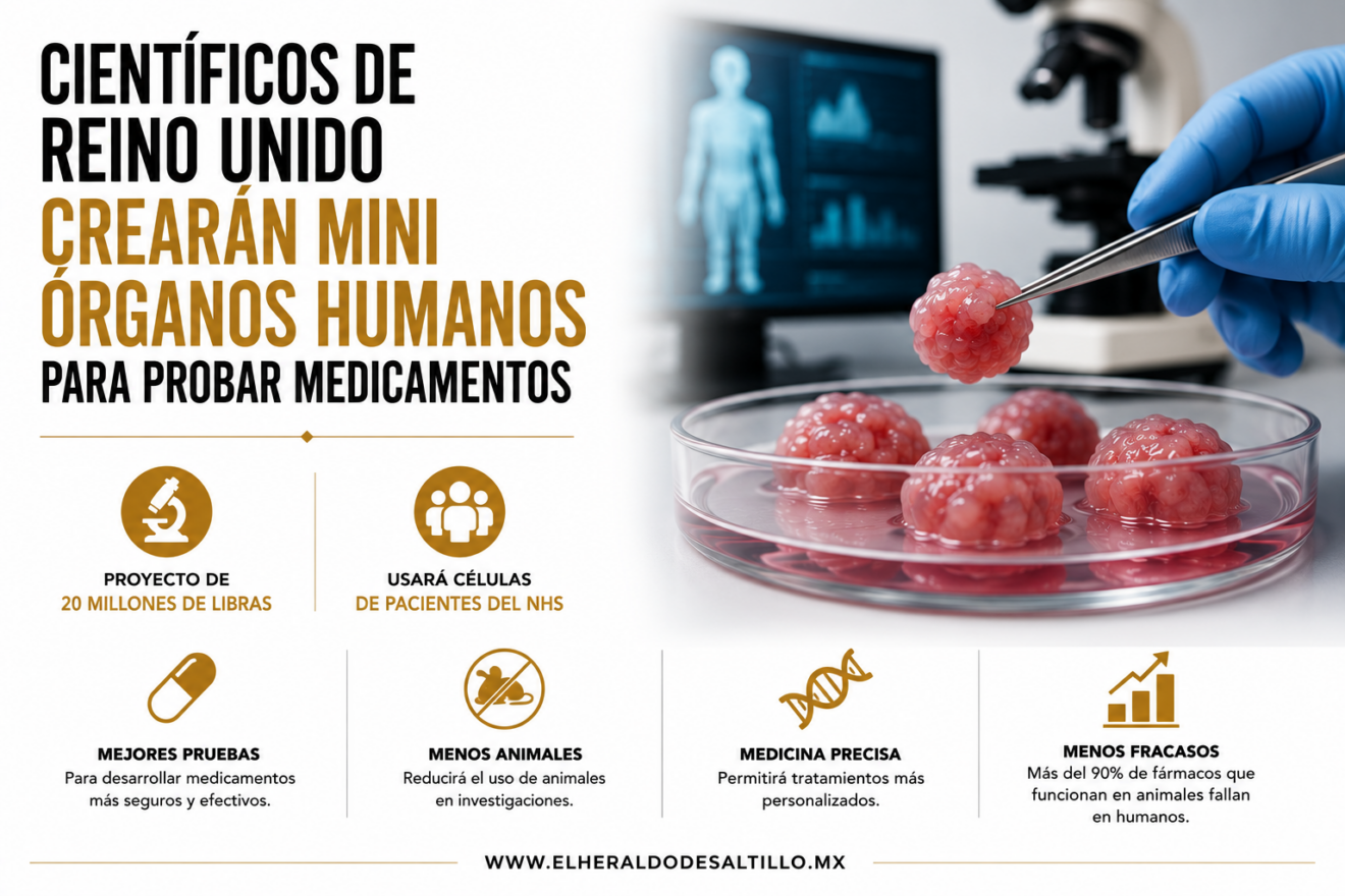 CIENTÍFICOS DE REINO UNIDO CREARÁN MINI ÓRGANOS HUMANOS PARA PROBAR MEDICAMENTOS