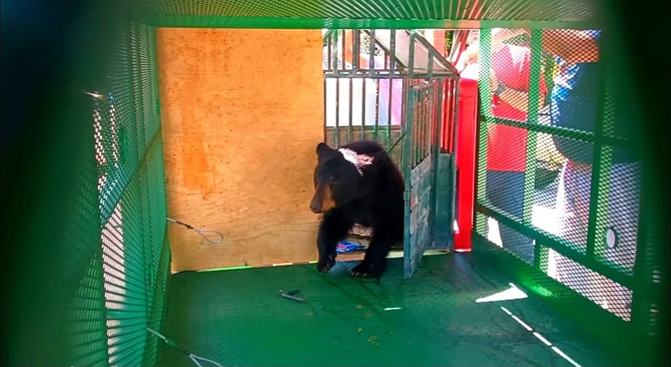 CAPTURAN A OSA NEGRA EN PARRAS; LA ENCONTRARON REFUGIADA EN UN ÁRBOL