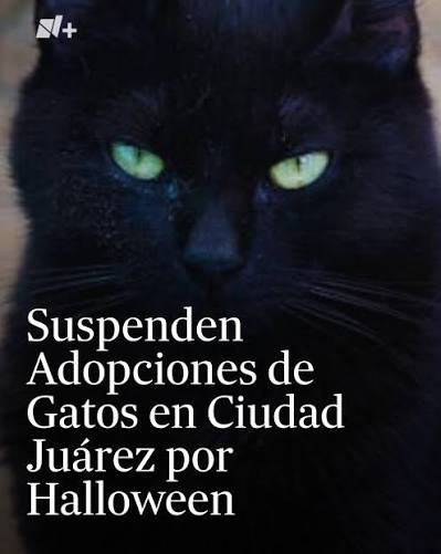 SUSPENDEN ADOPCIONES DE GATOS EN MONCLOVA ANTE RIESGO DE MALTRATO DURANTE OCTUBRE