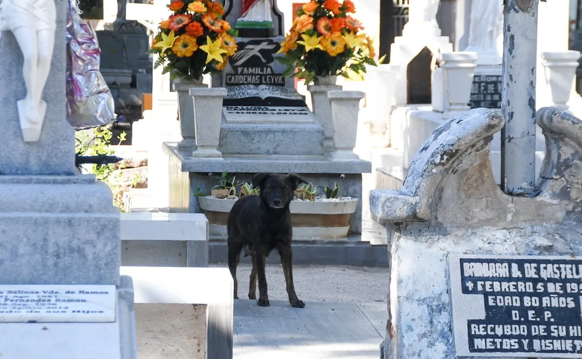 DENUNCIAN MATANZA DE PERROS Y ATAQUE CON MACHETE EN PANTEÓN