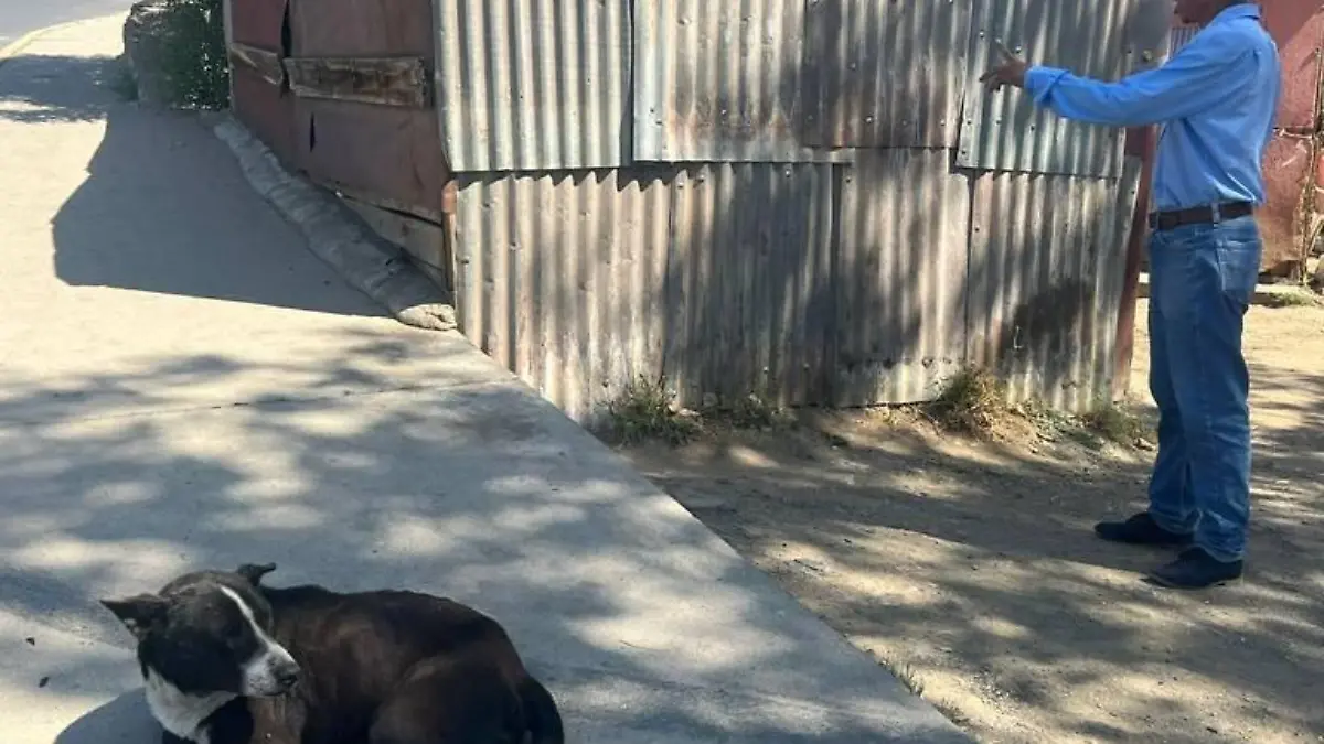ADVIERTEN EXPLOSIÓN DE GARRAPATAS TRAS LAS LLUVIAS